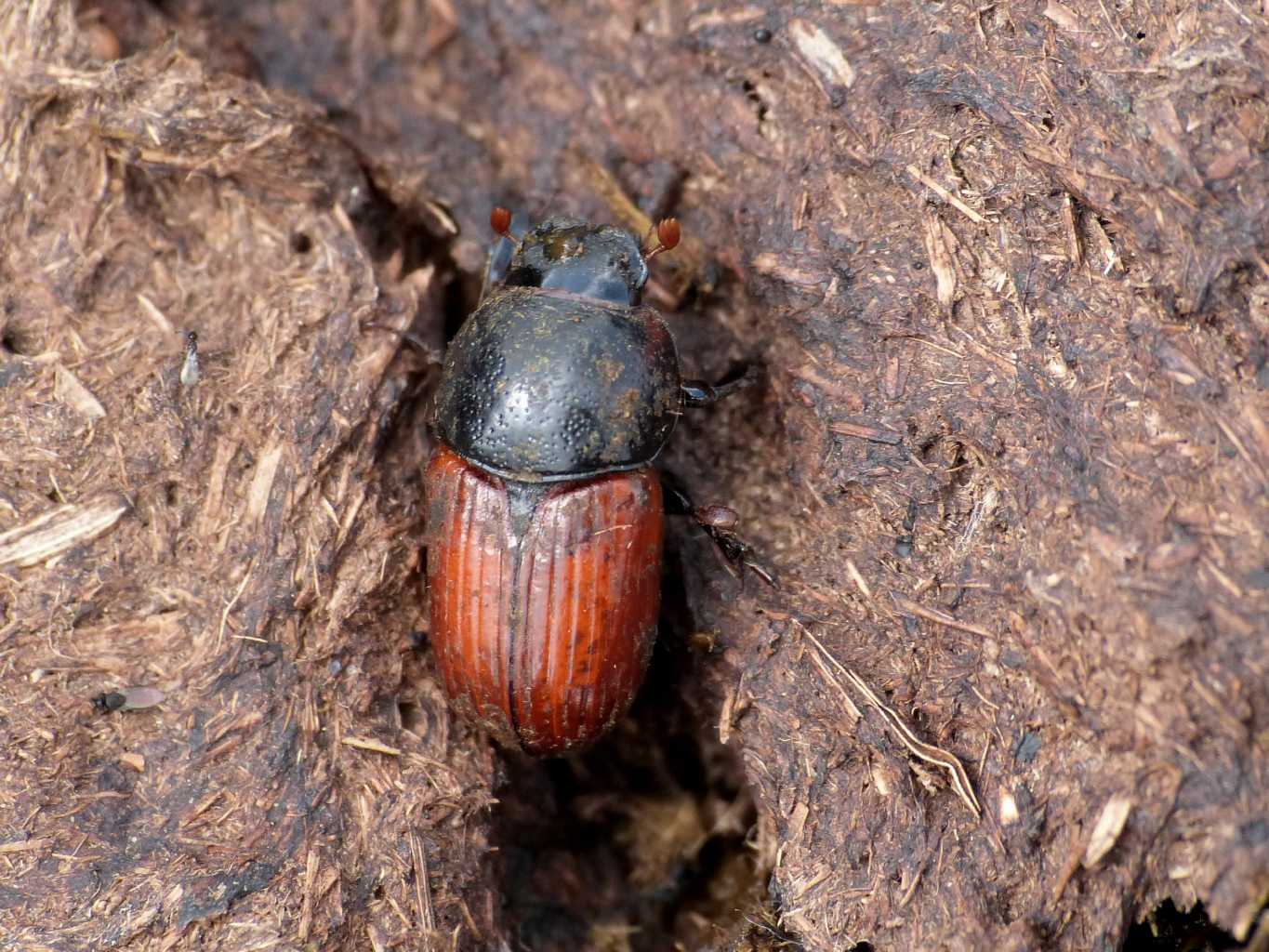 Aphodiidae giganti? Coprimorphus scrutator